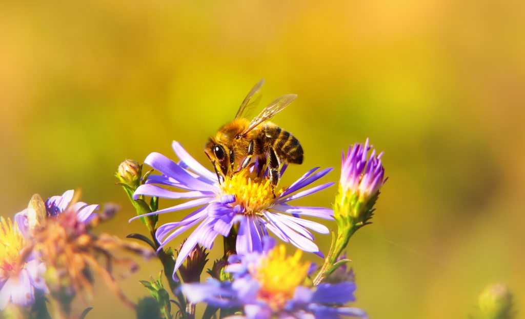 wyprodukowanie 1 kg miodu to praca całego życia dla około 350-400 pszczół