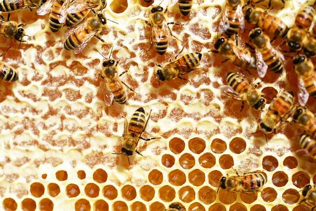 na kilogram miodu pszczoły muszą zebrać ok. 3 kg nektaru 