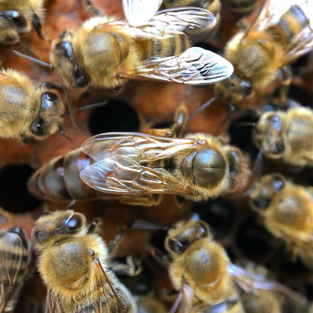 królowa pszczół