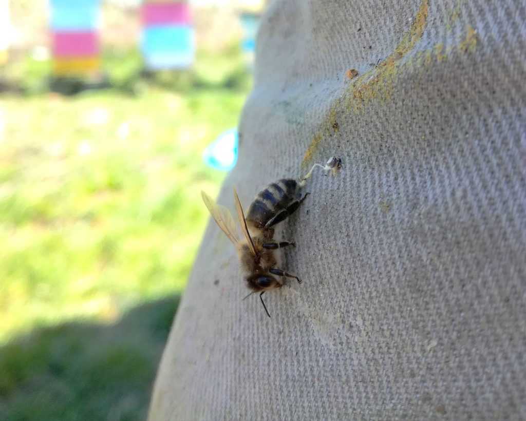 Jad pszczeli
