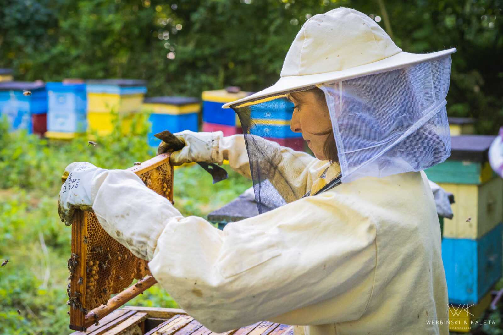 Propolis: naturalny skarb pszczół i jego wszechstronne zastosowanie