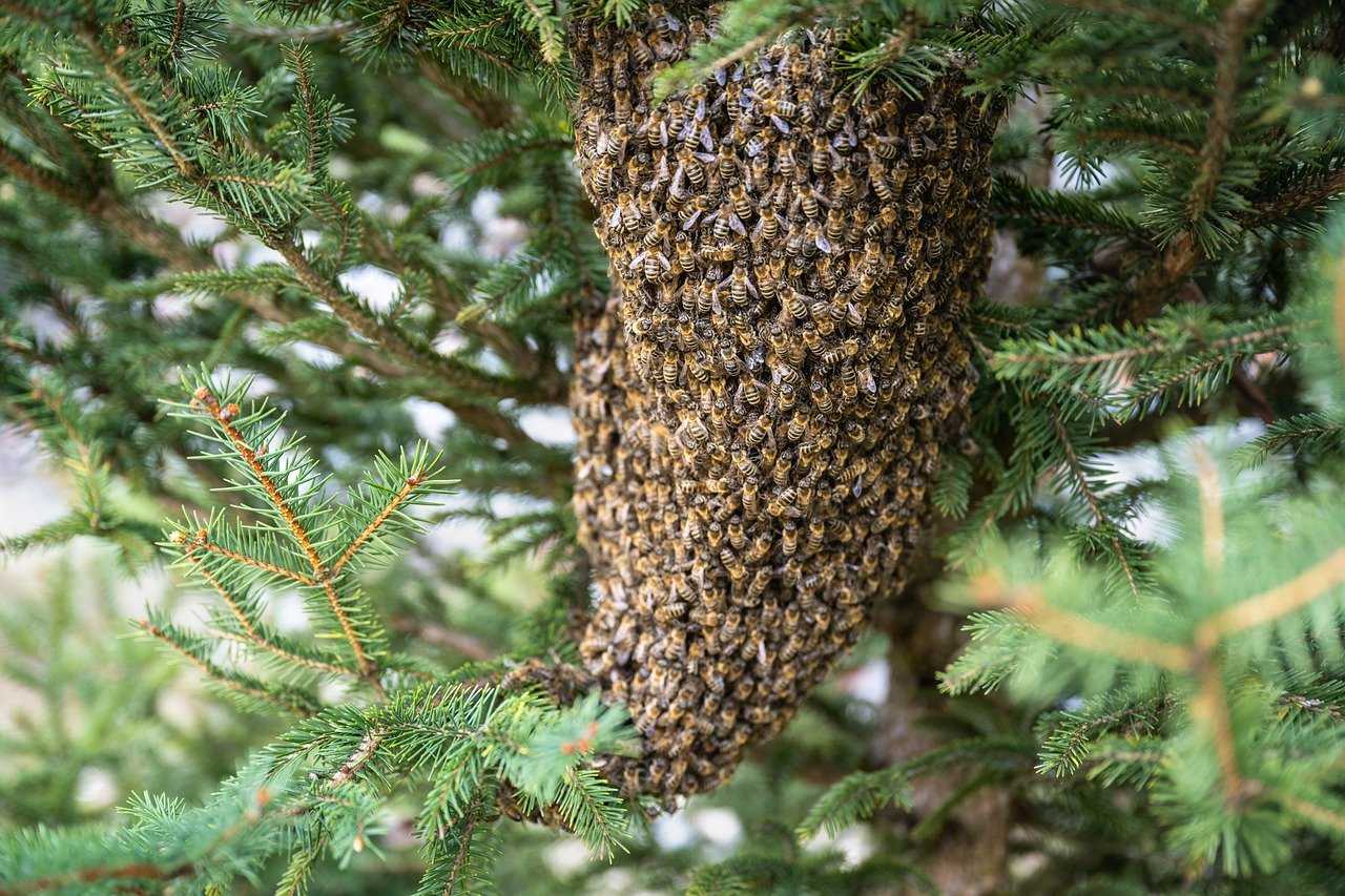 Historia pszczelarstwa w Polsce